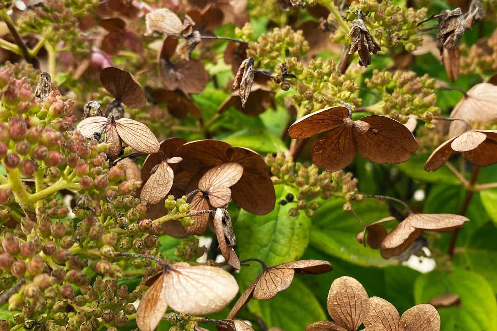 When and why oak trees overproduce acorns