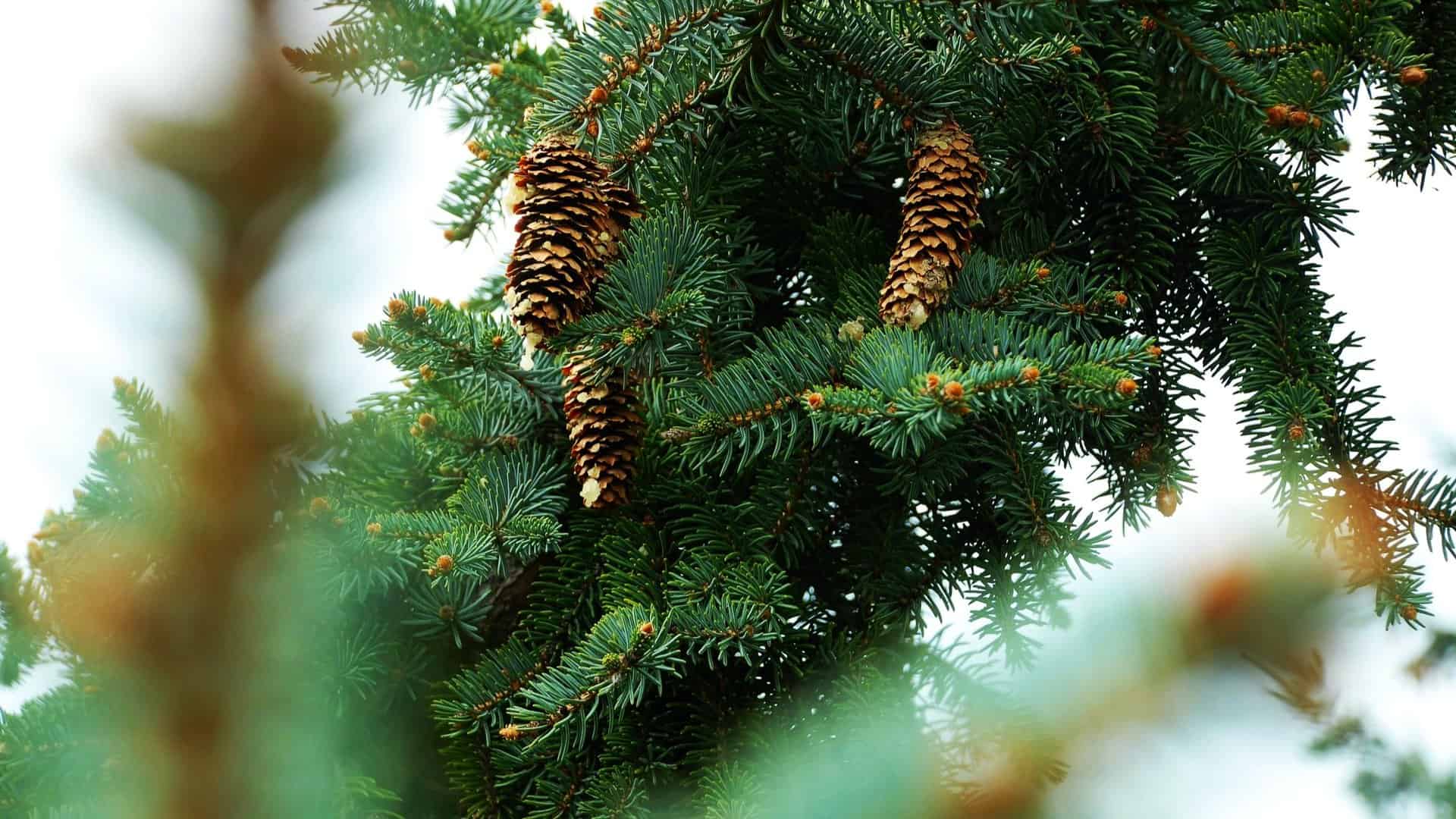 Watering your evergreen trees, shrubs and broadleaf evergreens before winter Whispering Hills