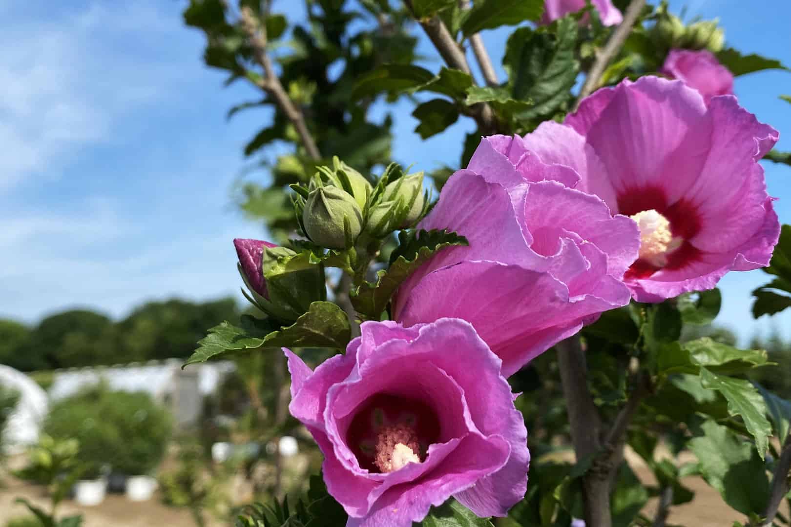 Aphrodite Rose of Sharon Tree Form (Hibiscus syriacus ‘Aphrodite’)