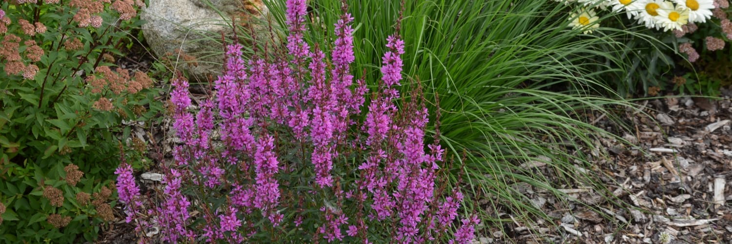 Nursery Near Me McHenry IL