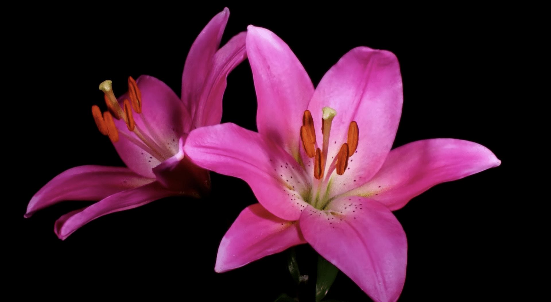 Watch these flower bloom time lapses for spring inspiration