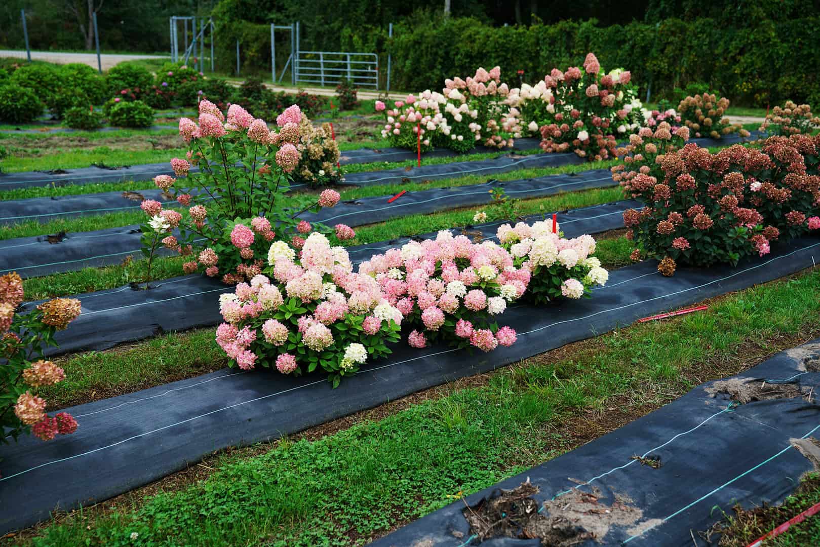 A field of hydrangeas at a growing facility