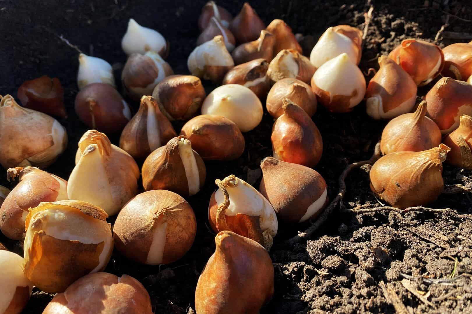 Why snow is good for your spring bulbs