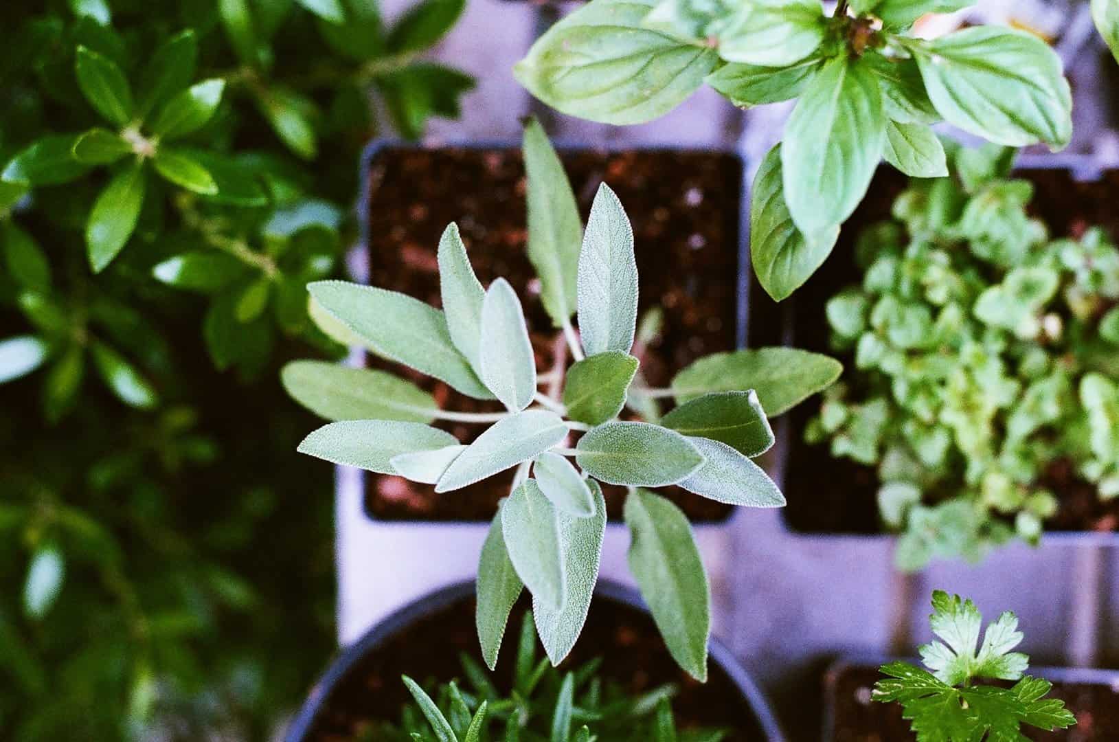 Grow-Herbs-Indoors-Basil