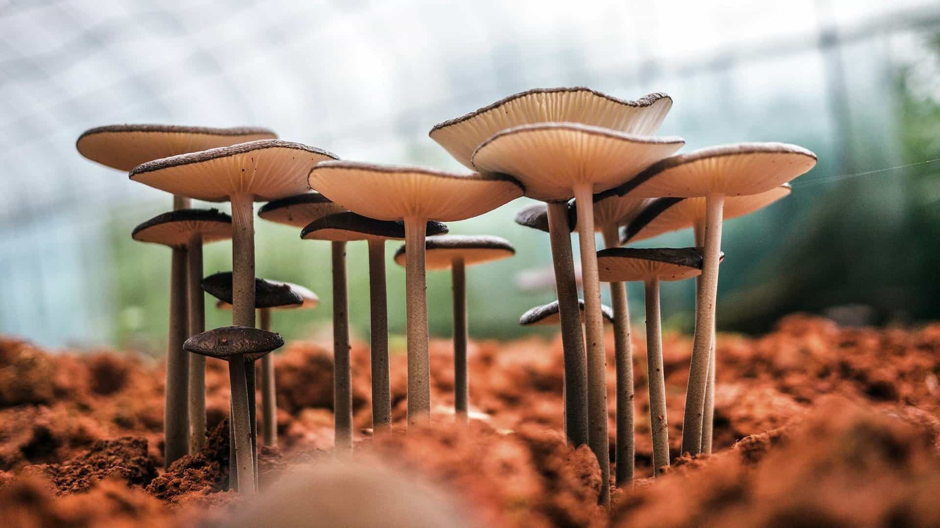 What is mushroom compost and how to use it