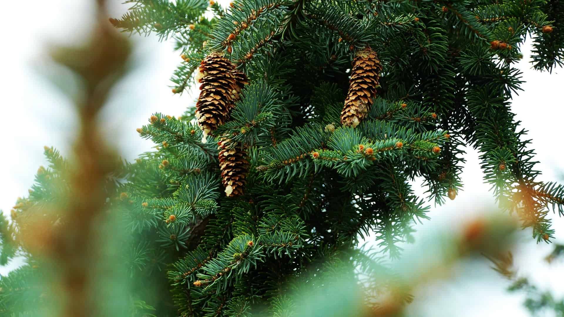 Watering your evergreen trees, shrubs and broadleaf evergreens before winter