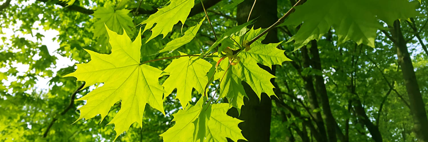 Maple Trees Algonquin IL