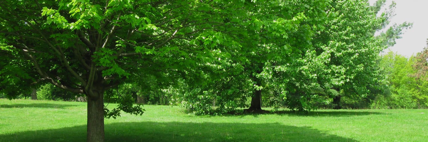 Shade Trees Crystal Lake IL 