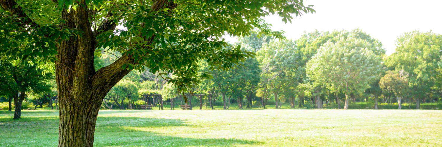 Shade Trees Near Me Algonquin IL