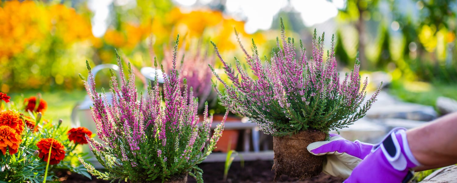 Garden Center Near Me Cary IL